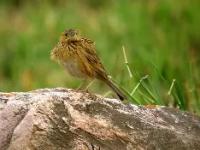 米兰体育网站 -包含ж€赭瑅霫T◣鵀X獺埽癛uBhk?刟譧>C?熽+?查?慐竬&amp;s軶r2淆TC-T?鬹錞蚵K9z?粵鋌的词条